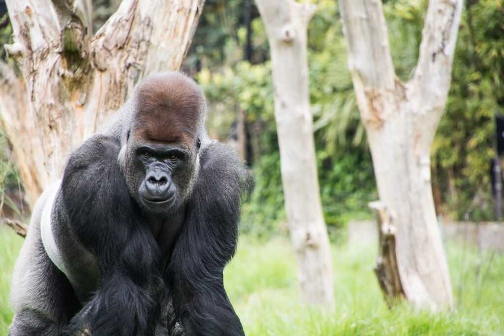 Londono zoologijos sodas - Bilietai, laikas ir Patarimai